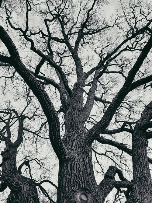 Free Black and white low angle view of a leafless tree with intricate branches against a winter sky. Stock Photo