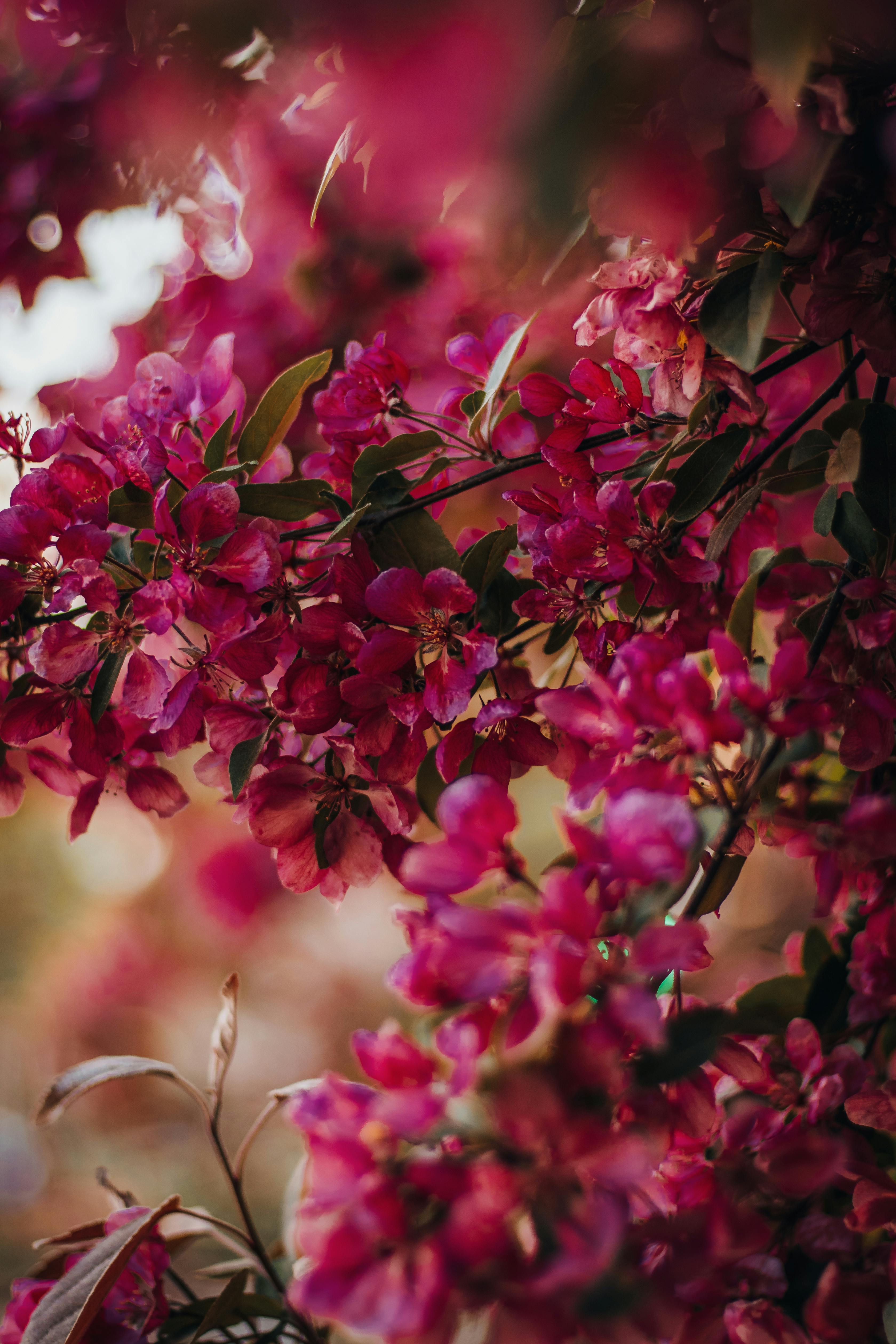 Can I have an apple on keto?