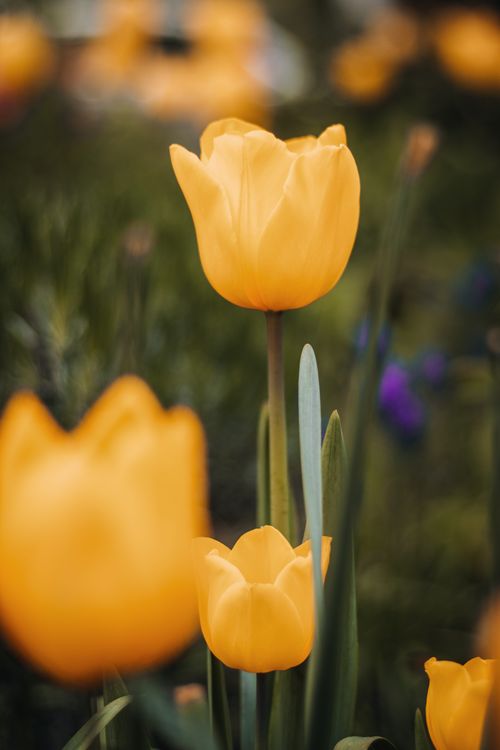 Free A close-up of vibrant yellow tulips in a field, showcasing nature's beauty. Stock Photo
