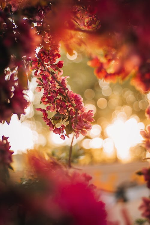 Kostenloses Stock Foto zu blumen, nahansicht, natur