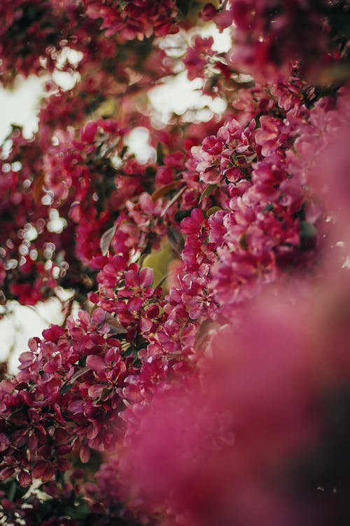 Imagine de stoc gratuită din arbore, creangă, flori