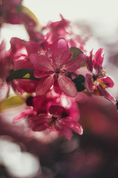 Free stock photo of beautiful, blooming, branch Stock Photo