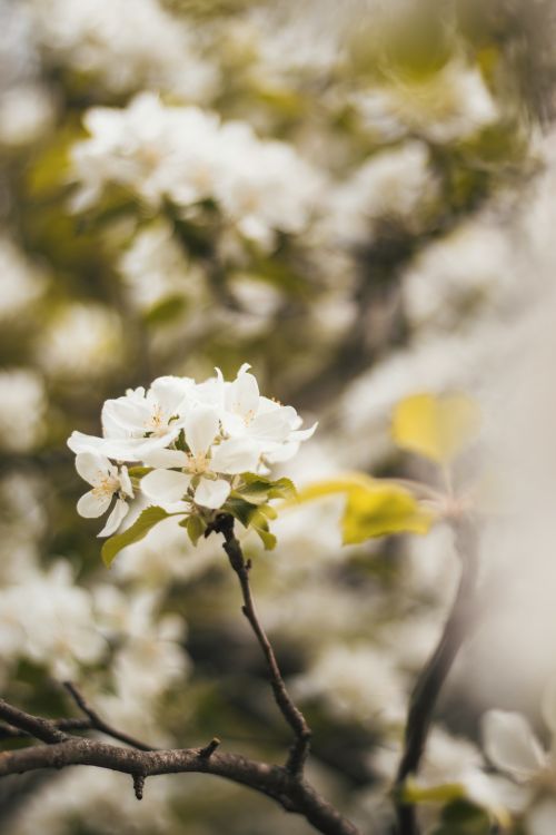 Free Close-up of beautiful white blossoms on a tree branch, capturing the essence of spring. Stock Photo