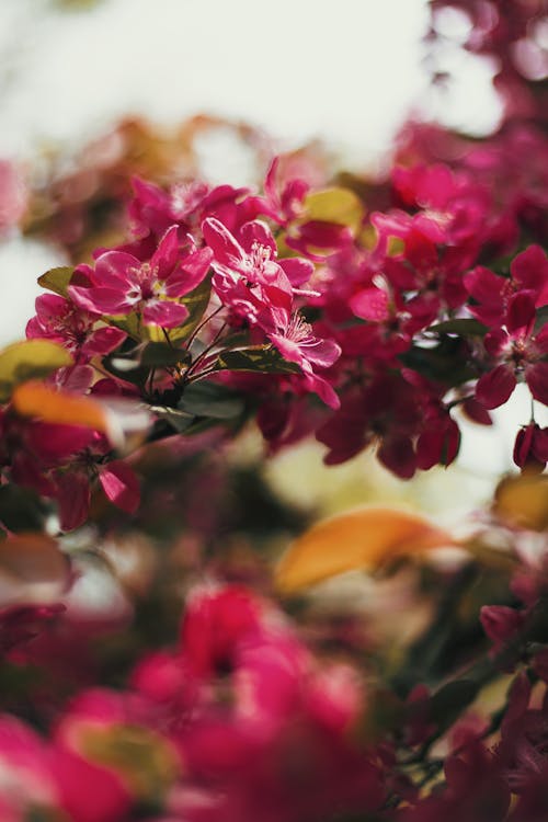 Free Pink Flowers in Tilt Shift Lens Stock Photo