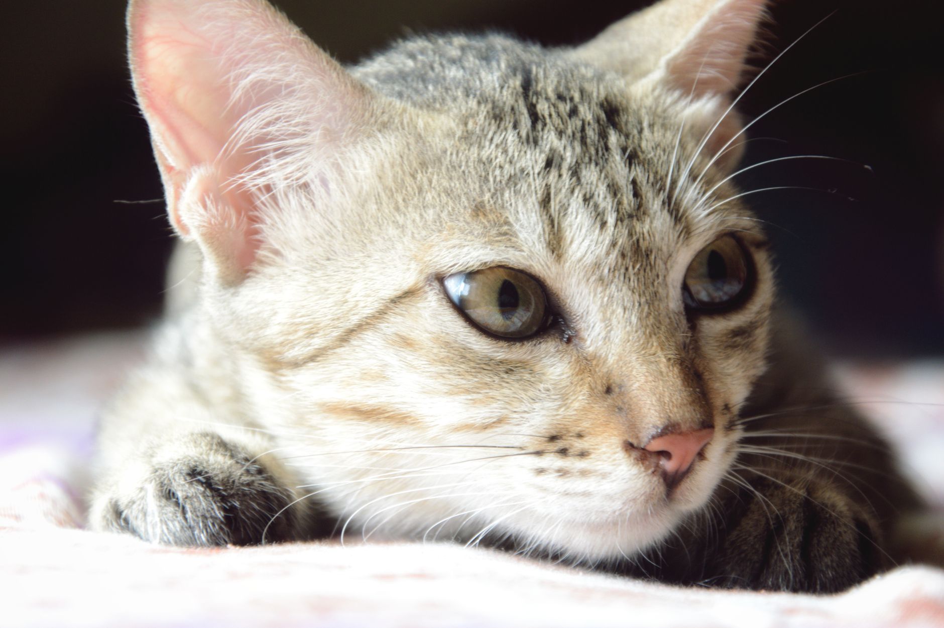A cat undergoing diagnostic blood testing at a veterinary clinic