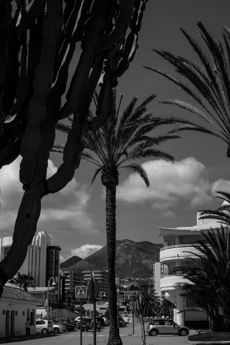 Palm Trees Growing In Exotic City