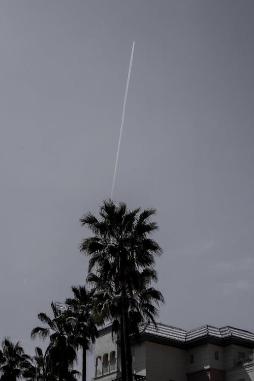 Foto profissional grátis de céu, esteiras de fumaça, folhas de palmeira