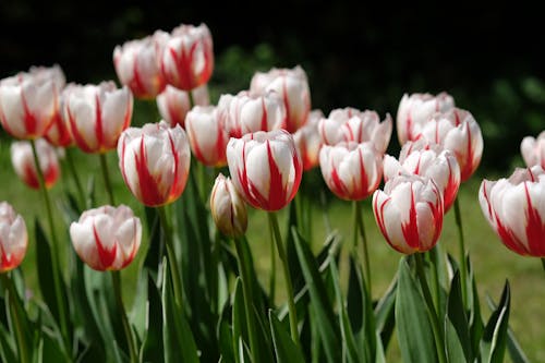 White and Red Tulips Blooming in Garden