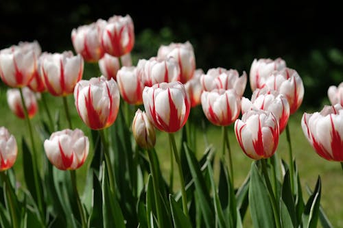 Foto profissional grátis de flora, floração, flores