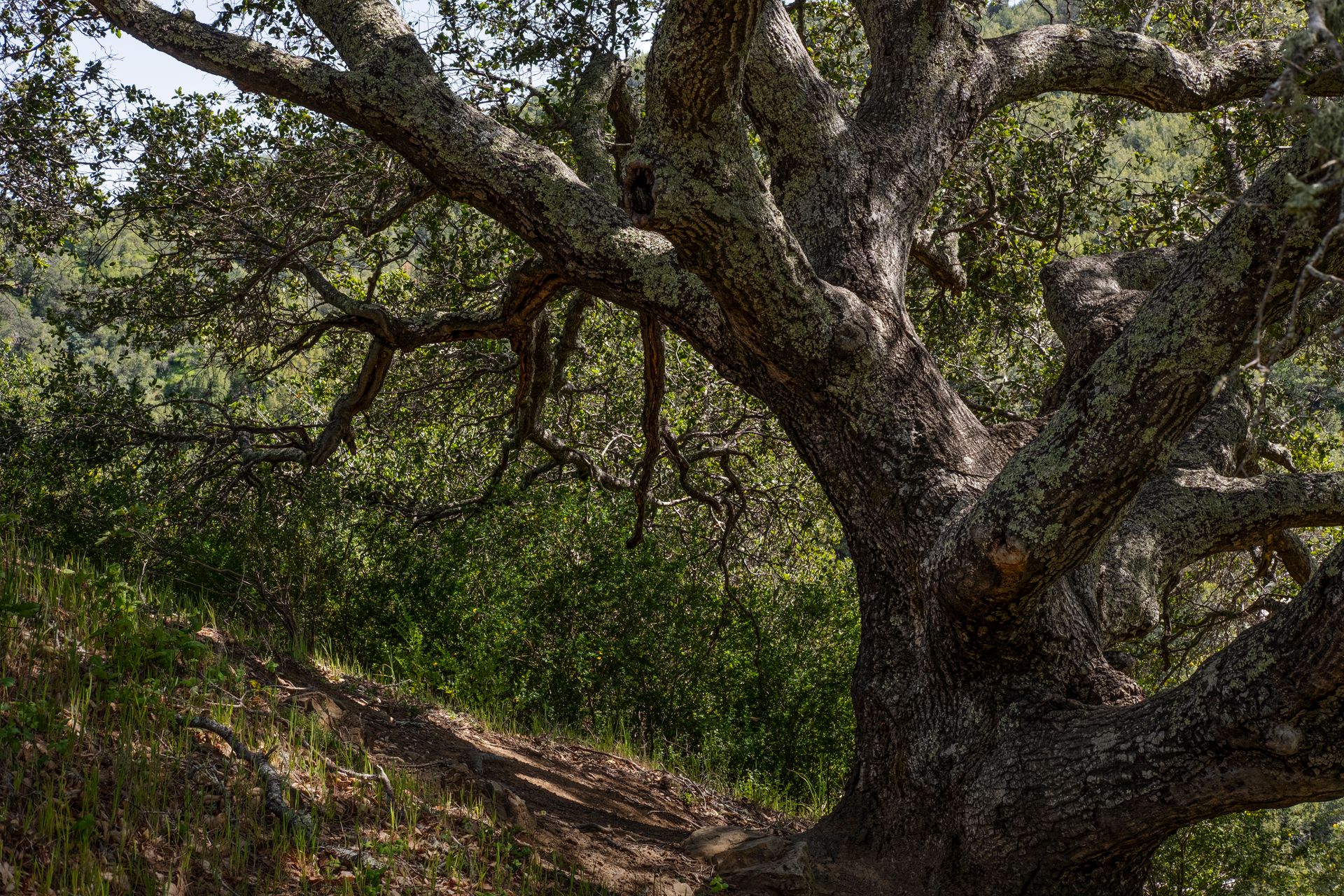 A sprawling oak tree with textured bark in a lush forest setting, offering a sense of tranquility and natural beauty.