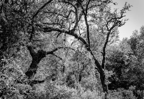Grayscale Photo of Trees with Lush Foliage