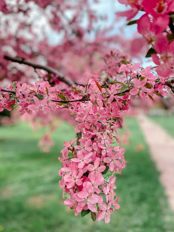 Pink Cherry Blossom Tree in Close Up Photography