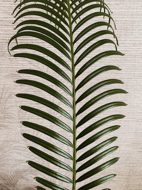 Green Palm Leaves in Close-up Shot