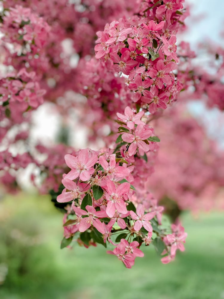 A Cluster Of Pink Flowers Hanging On A Tree