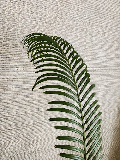 Green Palm Leaves Beside White and Gray Wall