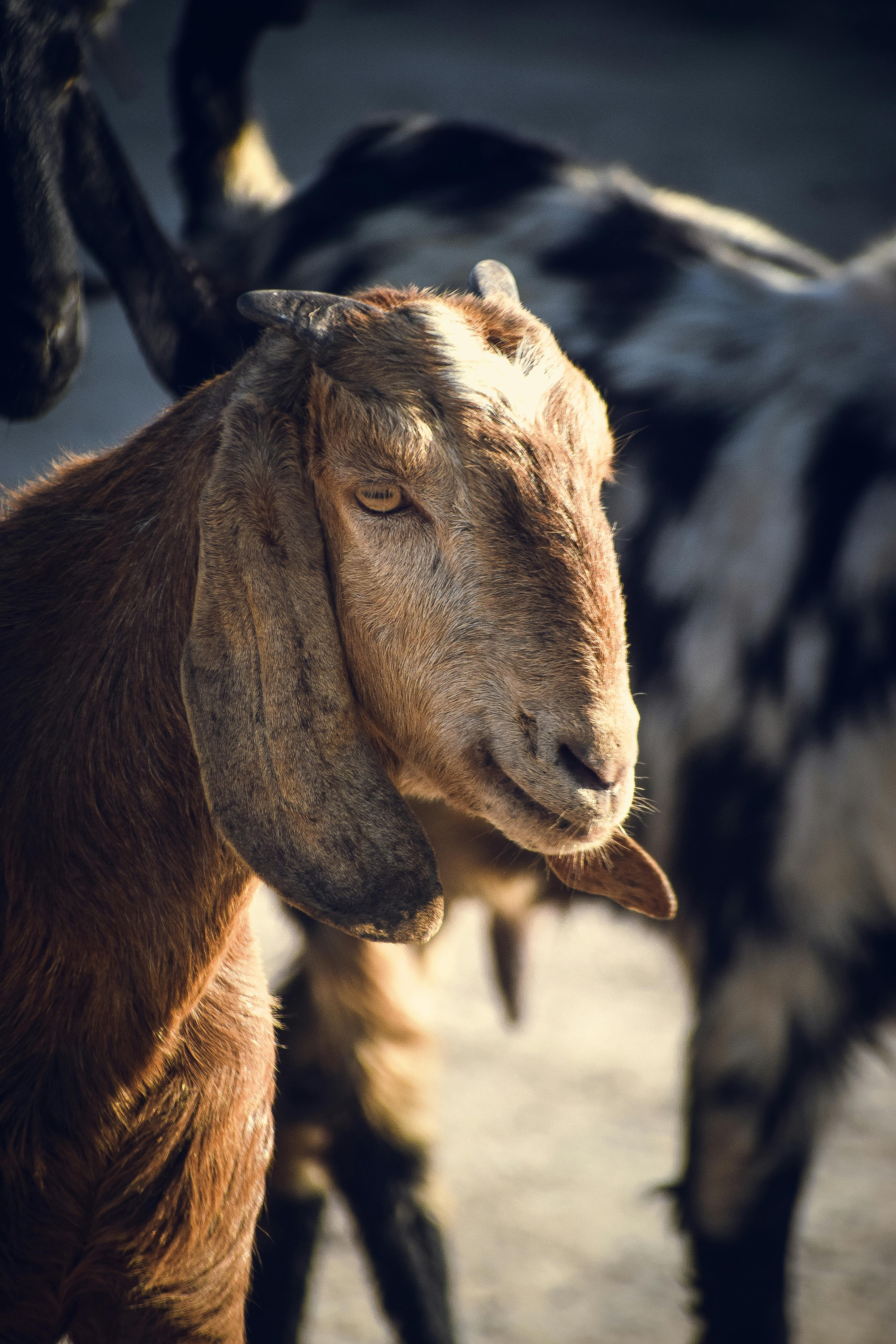 White Goat Beside Fence · Free Stock Photo