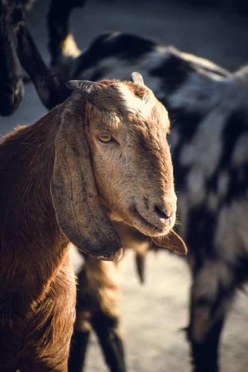 Free A detailed close-up portrait of a goat in an outdoor setting, showcasing its unique features. Stock Photo
