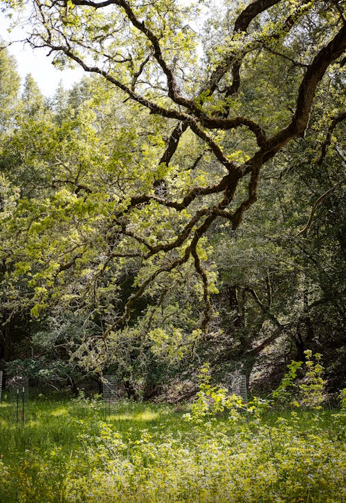 Foto profissional grátis de árvore, aumento, ecológico