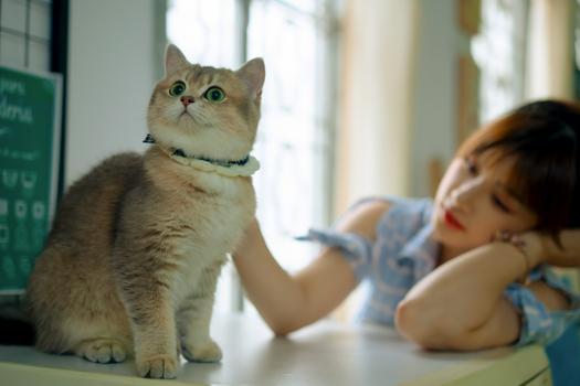 主人与猫咪平静互动，保持环境稳定以减少应激