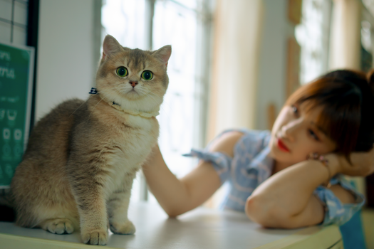 主人坐在地上，用一根长长的羽毛逗猫棒与远处的猫咪玩耍