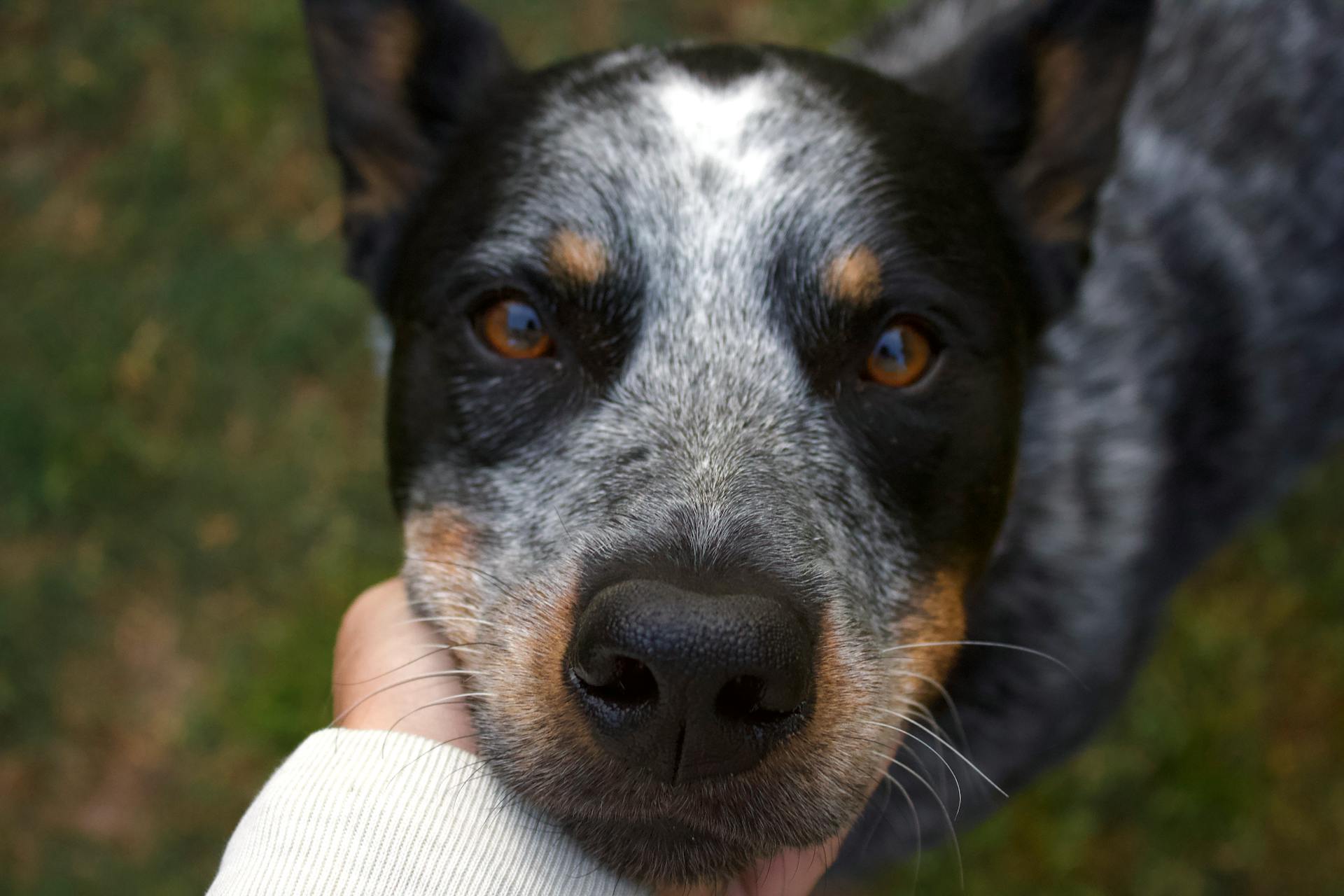 Une photo de près d'un chien de bétail australien