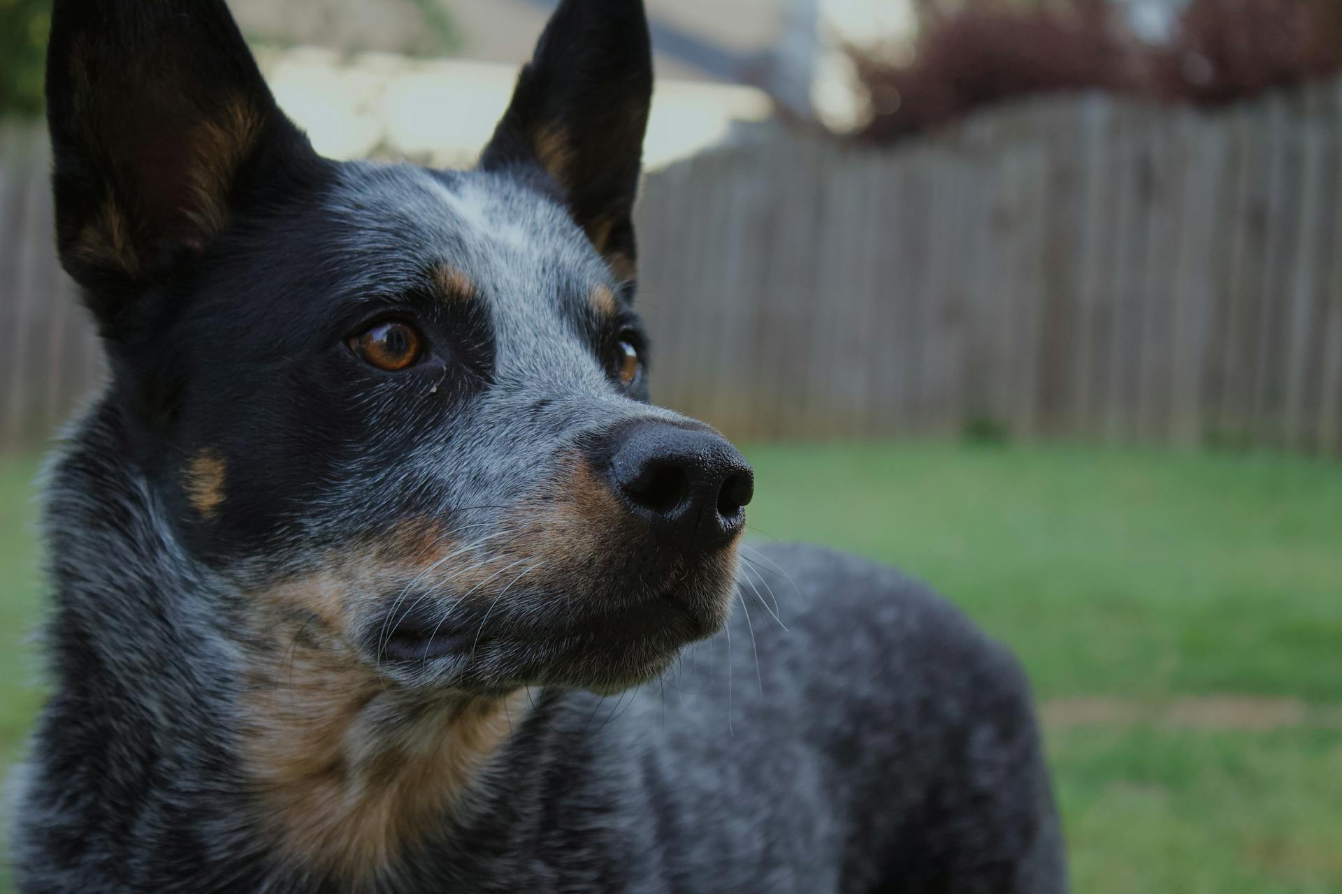 Dog in Close Up Photography