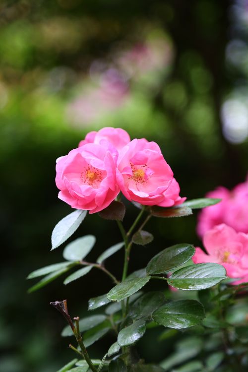 Free Vivid pink roses beautifully captured in a natural garden environment. Stock Photo
