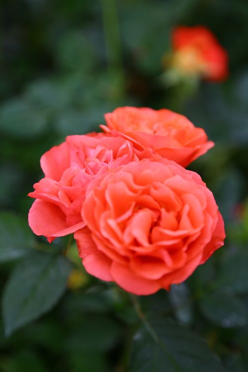 Free Close-up of vibrant orange roses blooming in a lush green garden setting. Stock Photo