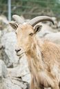 Brown Ram on Gray Rock