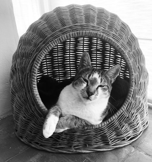 Free A content cat lounging in a cozy woven basket, showcasing tranquility. Stock Photo