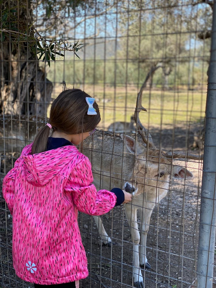 A Girl Feeding The Deer