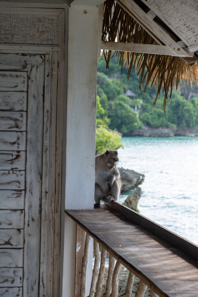 A Monkey Sitting Outside The House