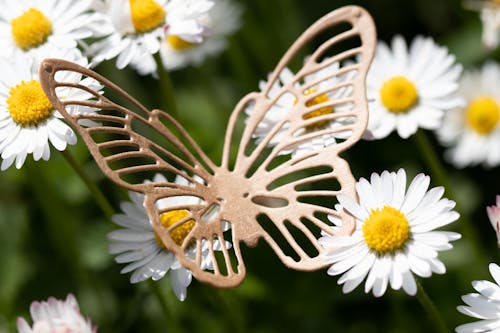 Butterfly on Daisy - Gänseblümchen Schmetterling