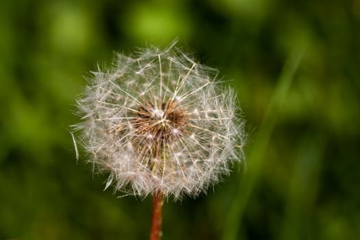 Detailed macro shot of a dandelion with seeds against a blurred green background.