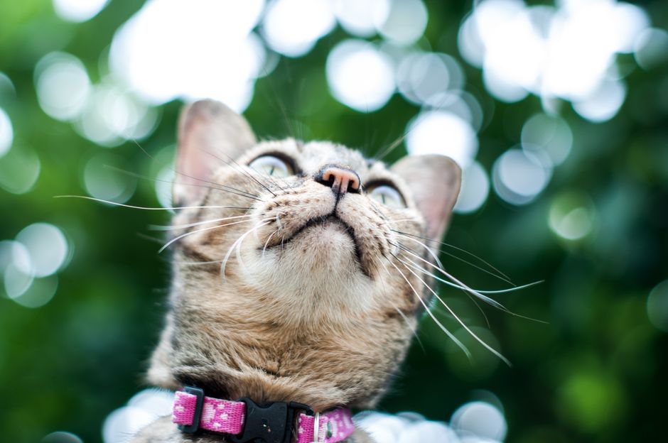 Close-up of a domestic cat with a pink collar, set against a vibrant bokeh background.