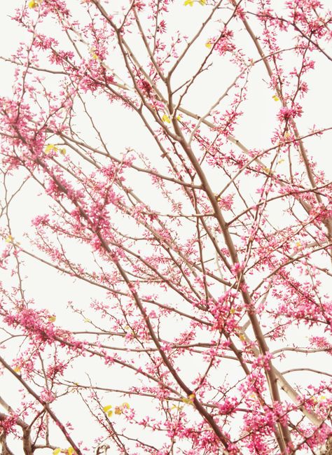 A beautiful display of pink blossoms on tree branches, capturing the essence of spring.