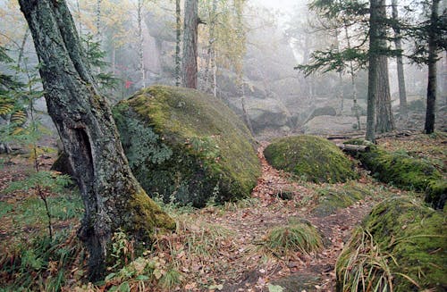 Green Moss Covered Rocks in Forest