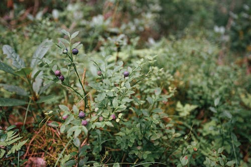 Close up of a Plant