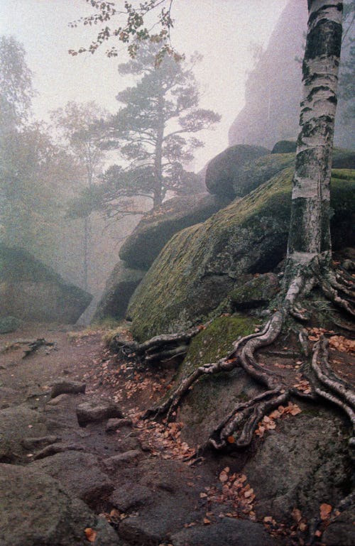 Fotos de stock gratuitas de árbol, con niebla, escénico
