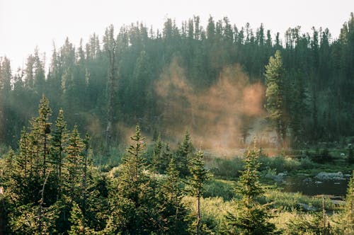 Promienie światła Przez Mgłę W Porannym Lesie