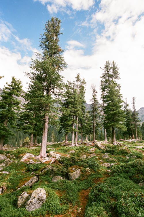 Low Angle Shot of Green Trees in the Forest Under Cloudy Sky