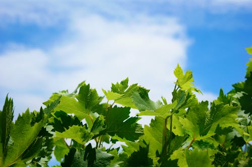 Fotos de stock gratuitas de cielo azul, fondo, Portugal