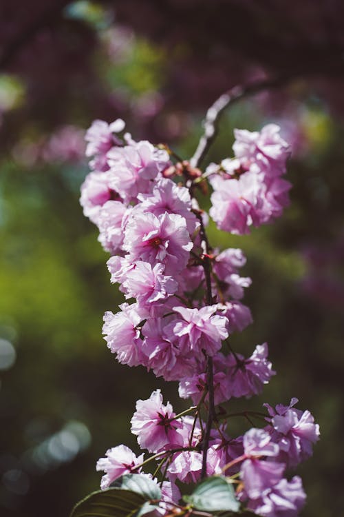 Ilmainen kuvapankkikuva tunnisteilla kasvikunta, kirsikankukat, kukka Kuvapankkikuva