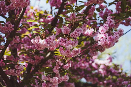 Безкоштовне стокове фото на тему «завод, квітка фотографії, рожеві квіти»