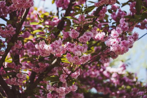 Free A stunning close-up of vibrant pink cherry blossoms in springtime. Stock Photo