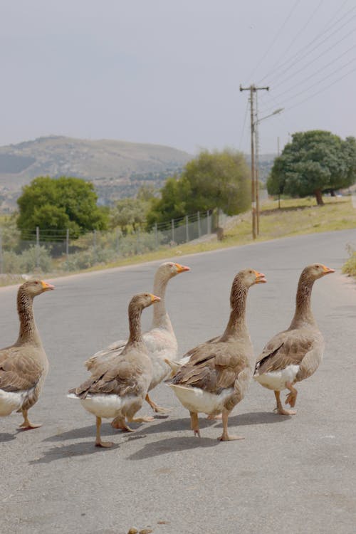 Ducks on Road