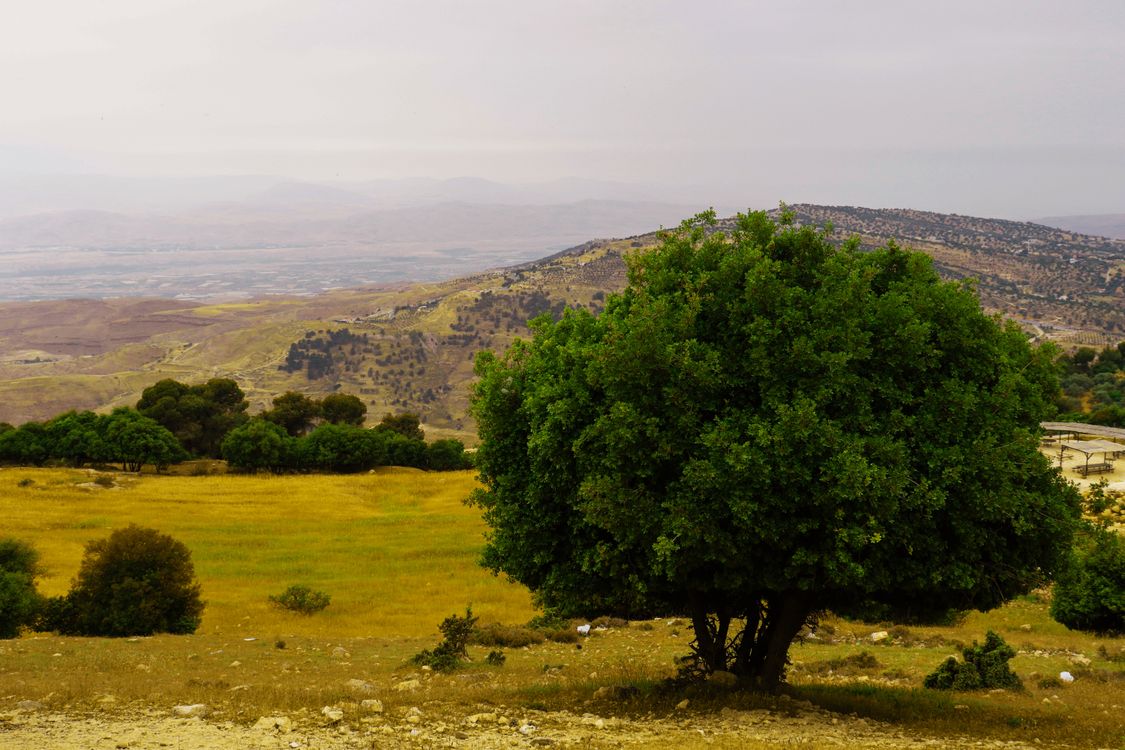 Free Panoramic landscape of lush green tree and rolling hills in Amman, Jordan. Stock Photo