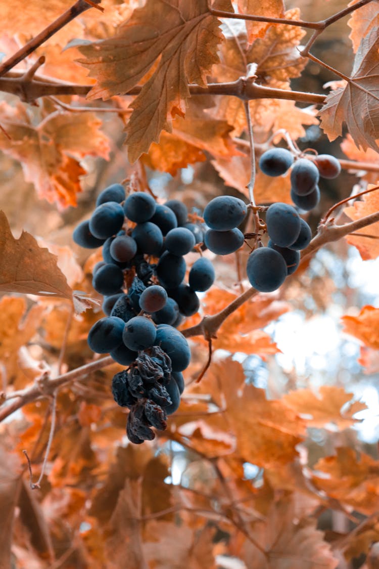 Close Up Of A Grapes