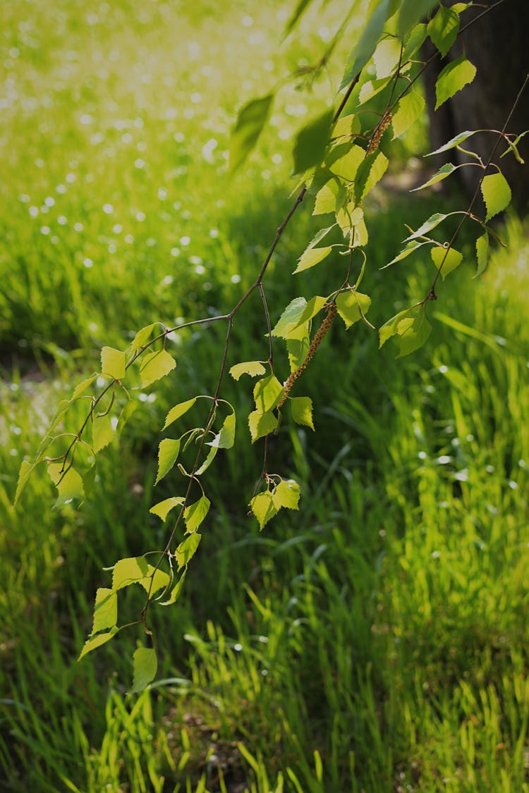 Closeup Of A Branch With Green Leaves, And Grass