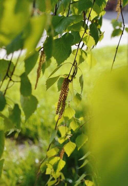 Free Bright green leaves and catkins in sunlight, showcasing nature's summer beauty. Stock Photo
